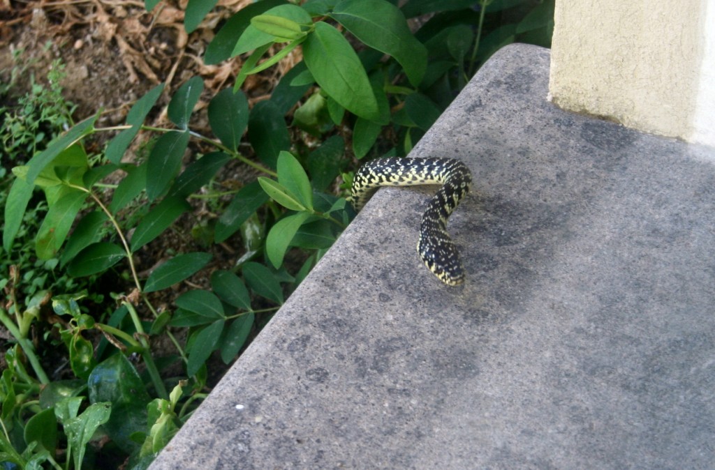 Riconoscimento serpente - Biacco